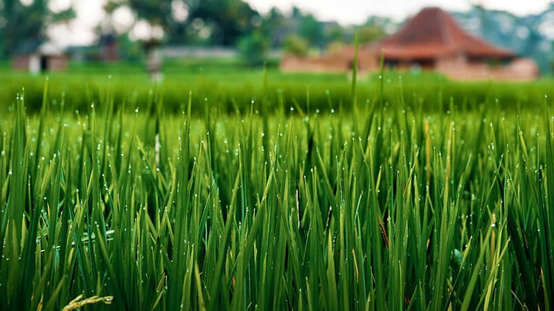rice-view