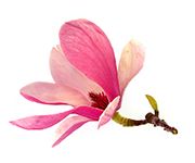 by-cosmetics Michelia Alba Magnolia