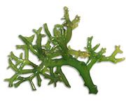 by-cosmetics Seaweed