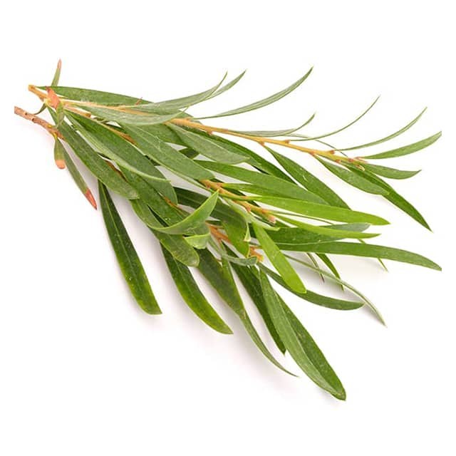 cajeput3