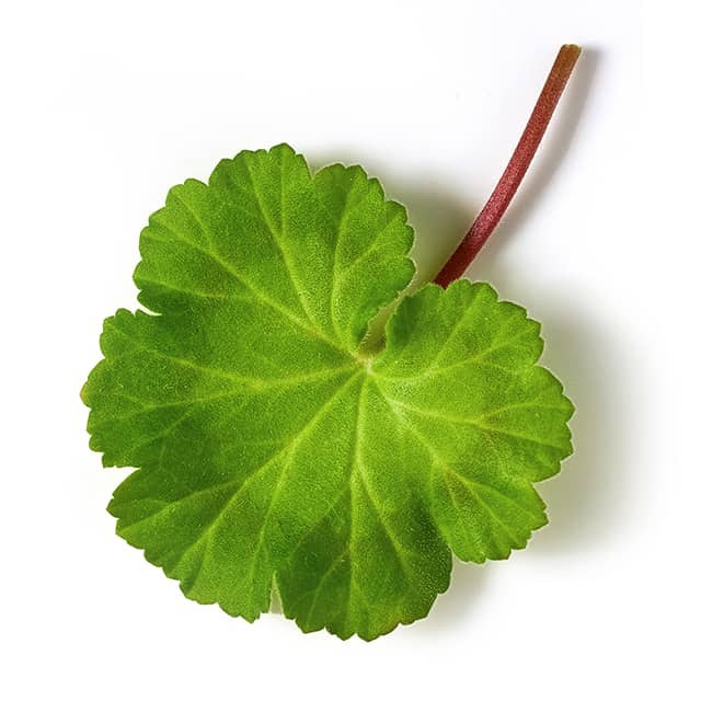 geranium_leaf6