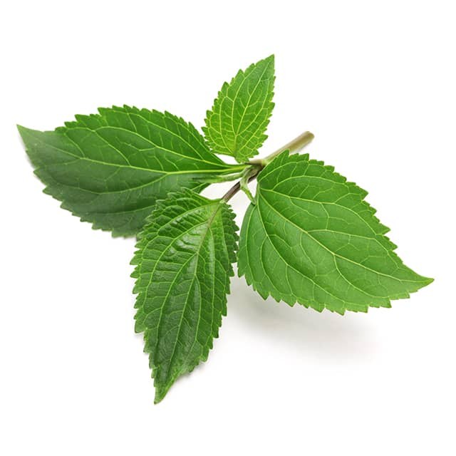patchouli