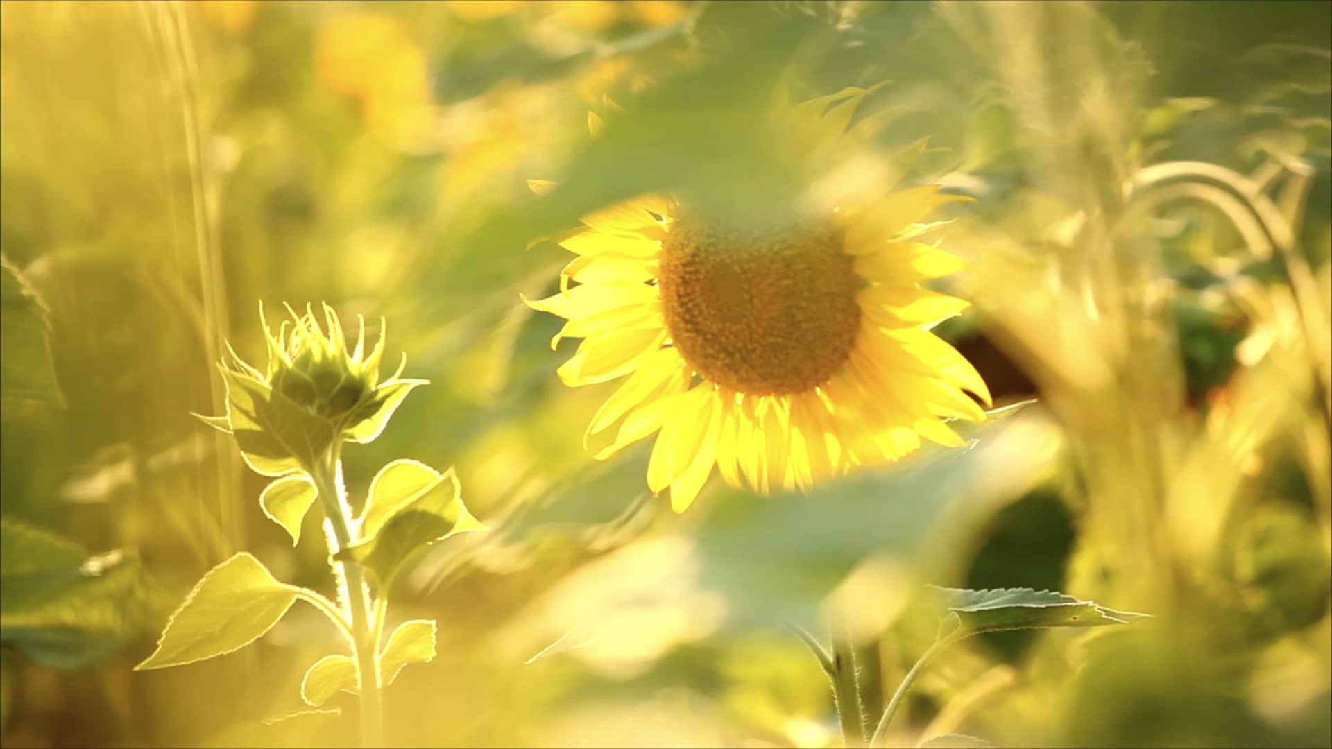 Fallback image for video
